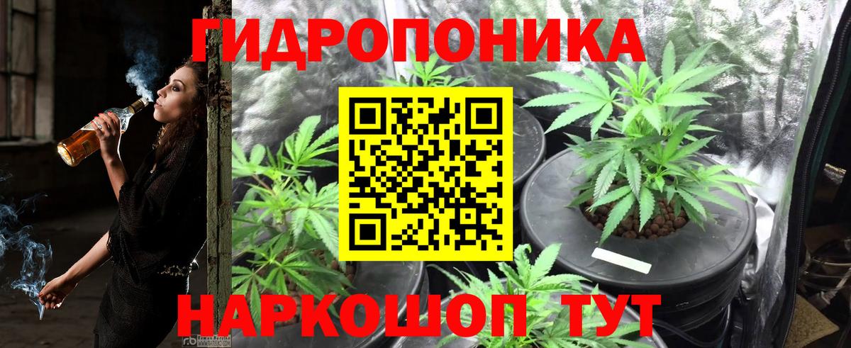 Марихуана OG Kush Сунжа